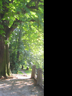 Tapeta park6