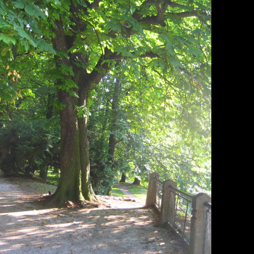 Tapeta park6