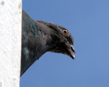 Tapeta: Peering Down From Above