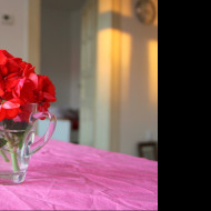 Tapeta pelargonie4
