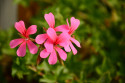 Tapeta Pelargonka