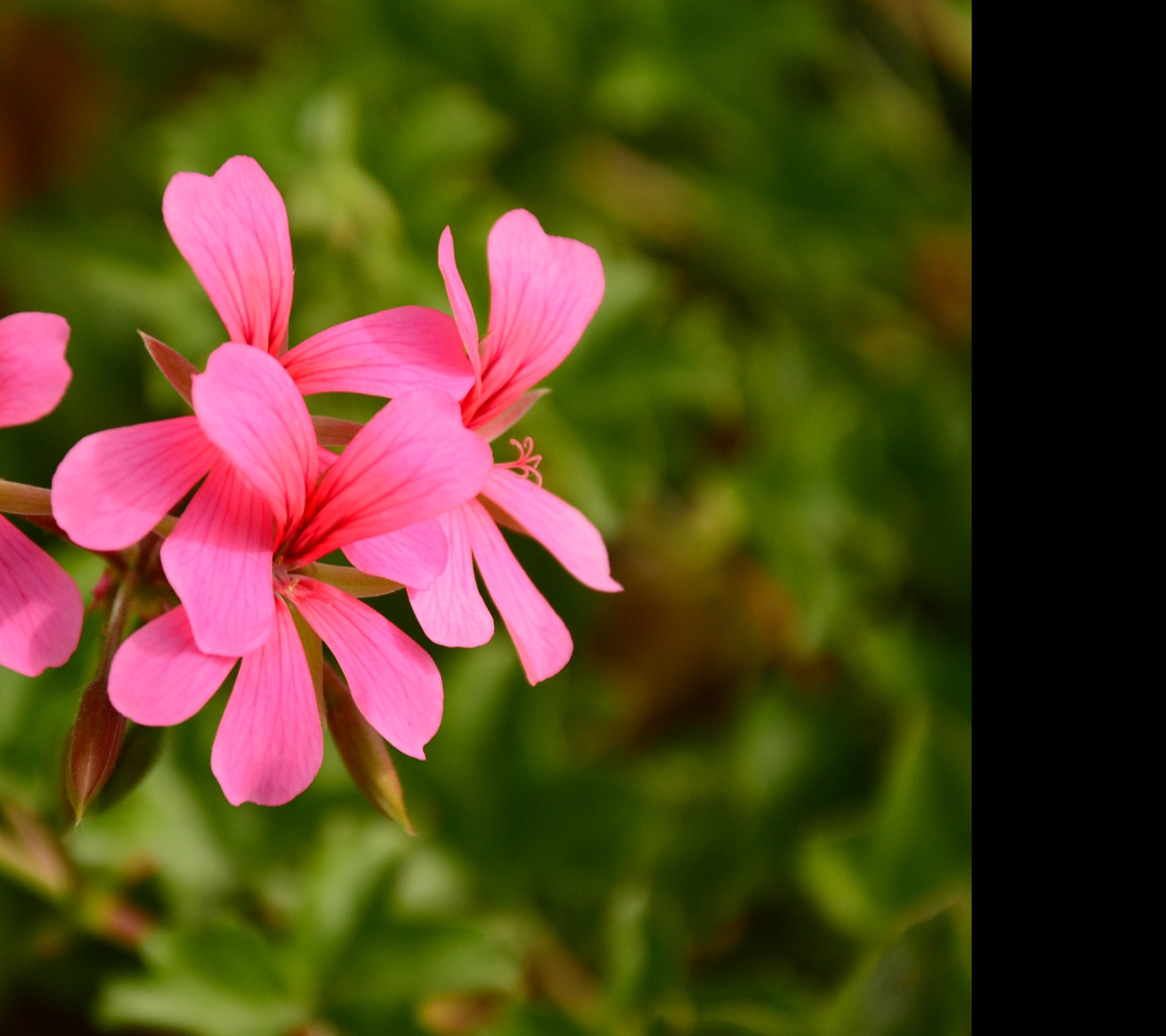 Tapeta pelargonka