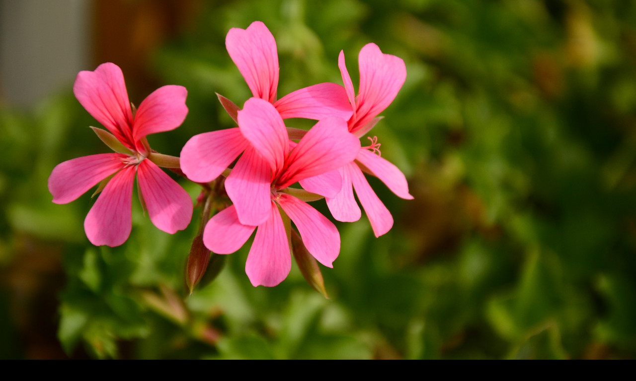 Tapeta pelargonka