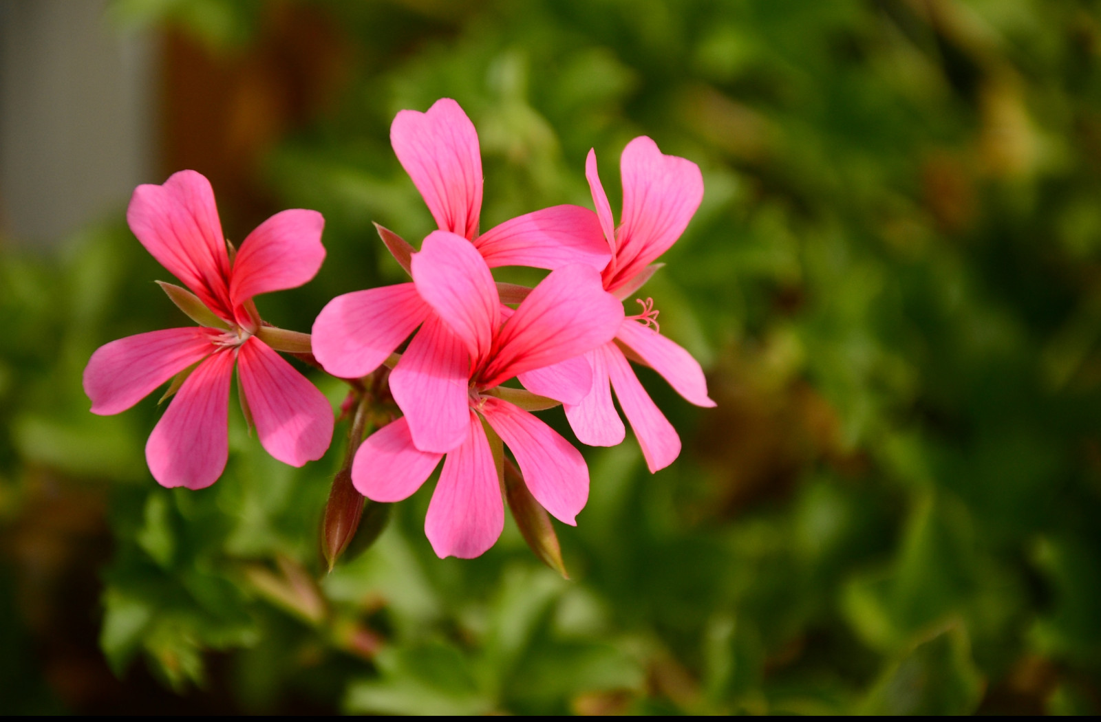 Tapeta pelargonka