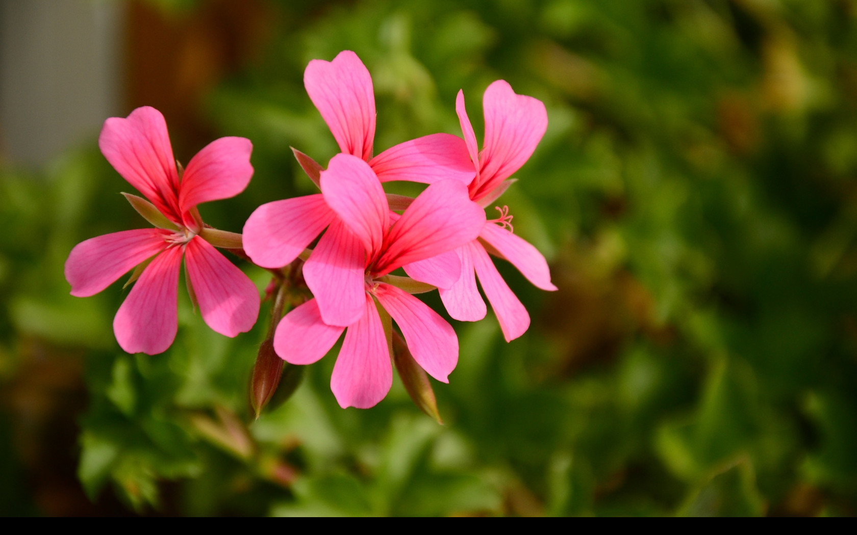 Tapeta pelargonka