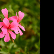 Tapeta pelargonka