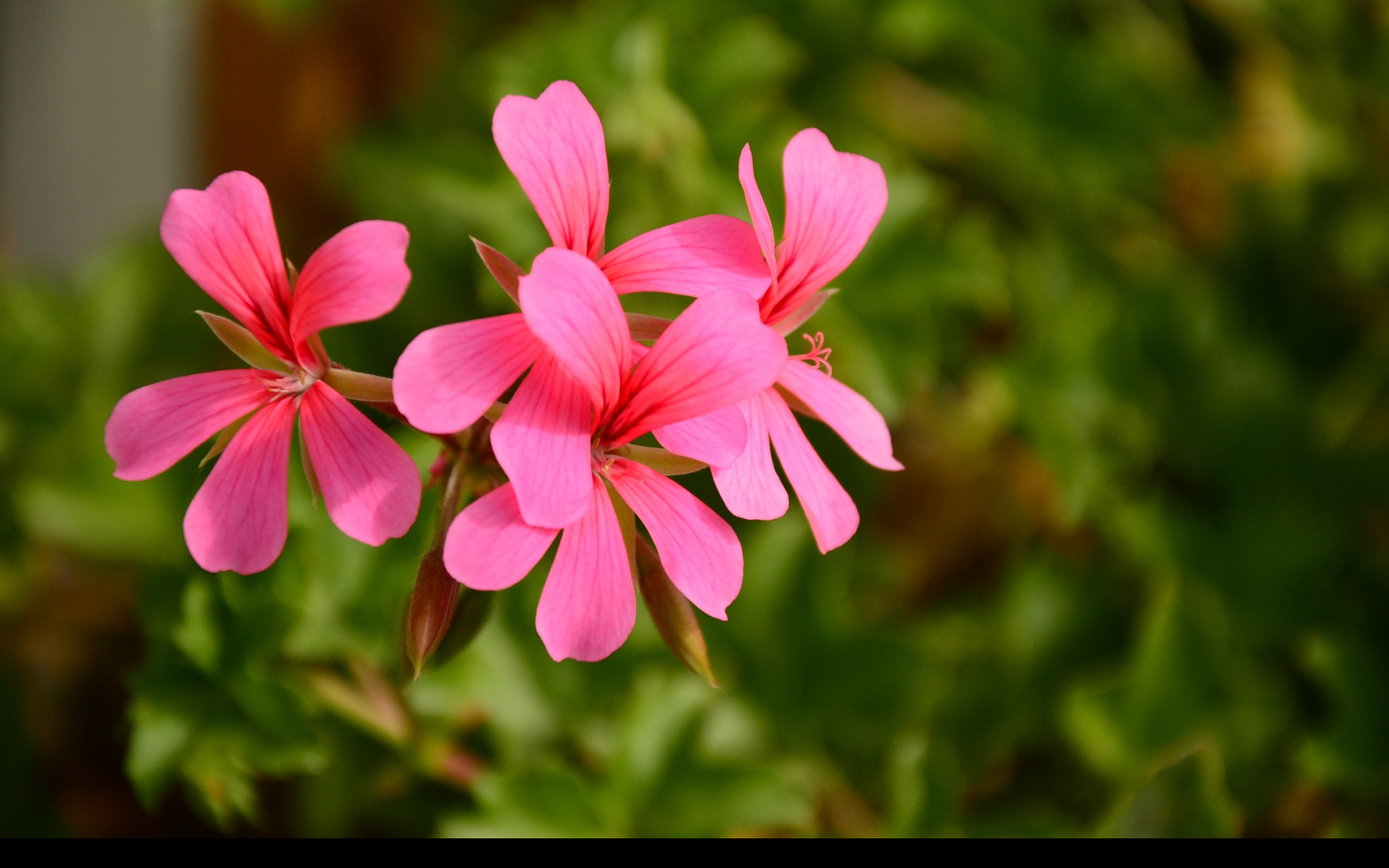 Tapeta pelargonka