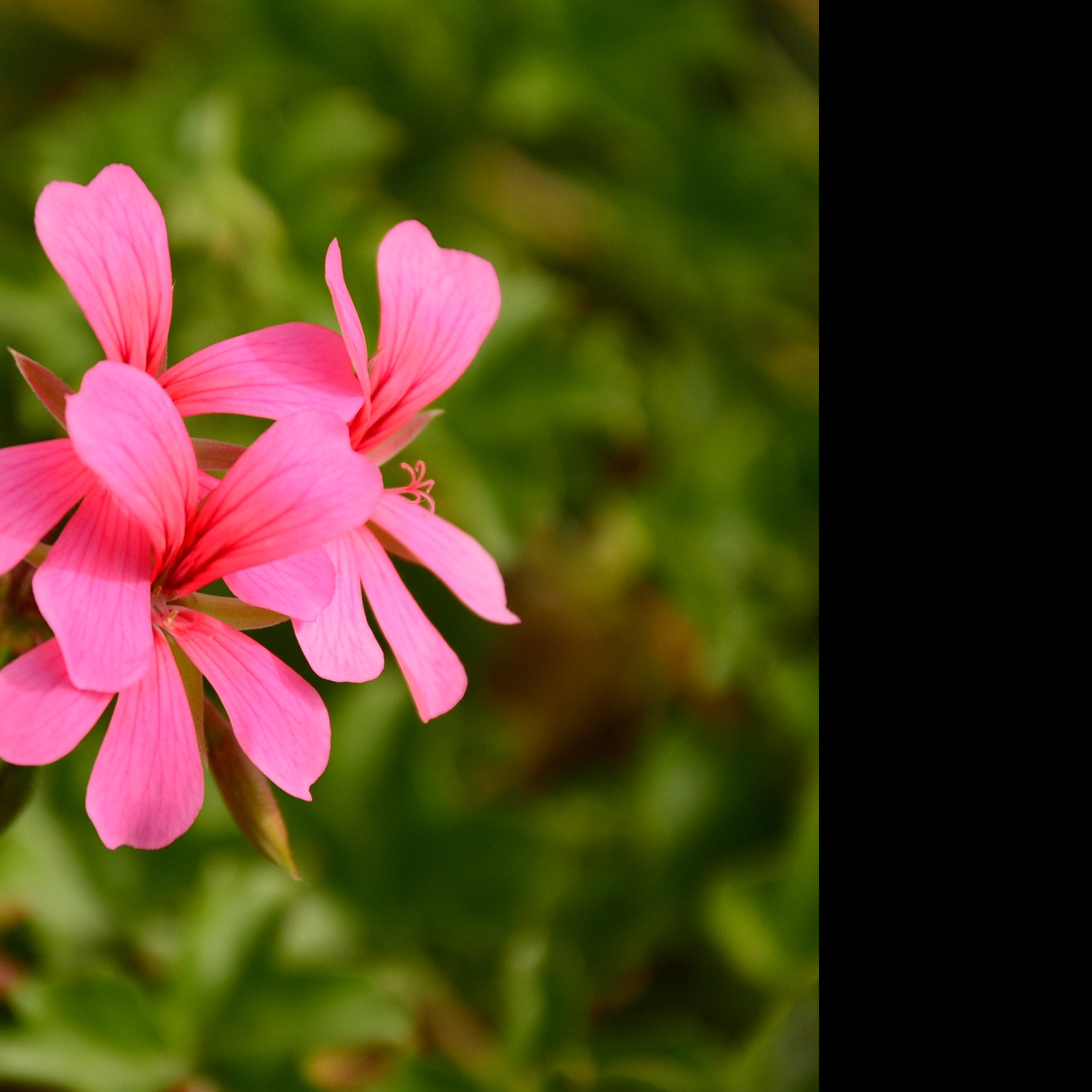 Tapeta pelargonka