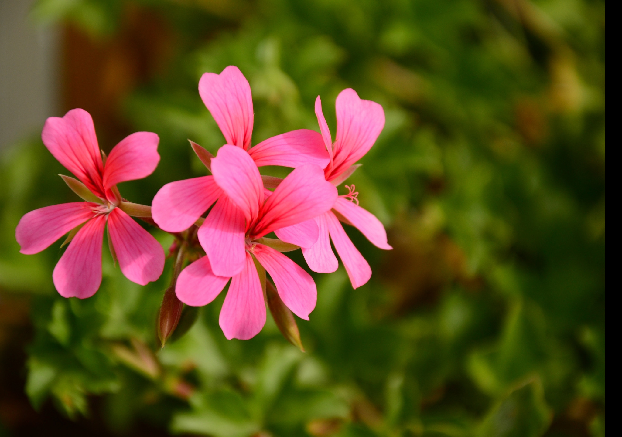 Tapeta pelargonka