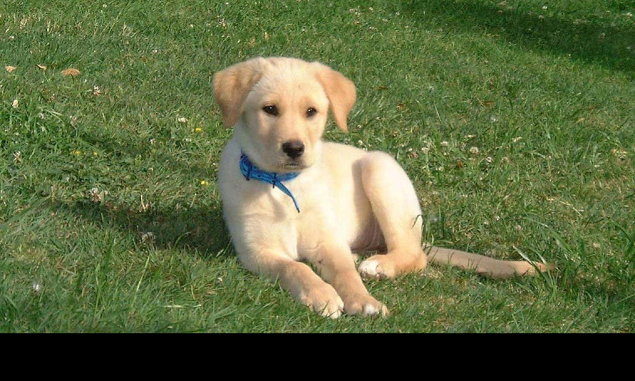Tapeta pes_labrador_odp_