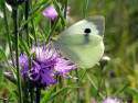 Tapeta Pieris brassicae