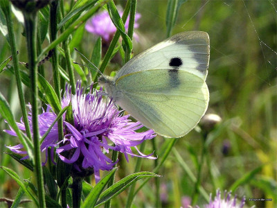 Tapeta: Pieris brassicae