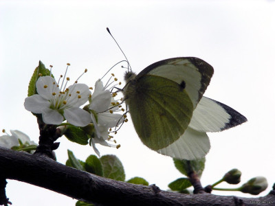 Tapeta: Pieris brassicae 2