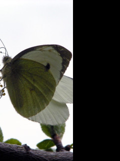 Tapeta pierisbrassicae2