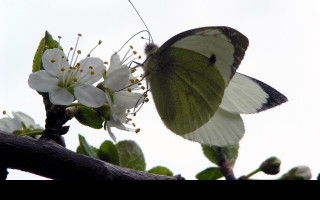 Tapeta pierisbrassicae2