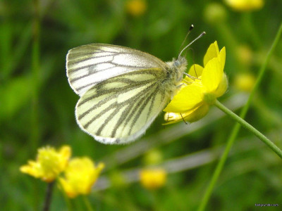 Tapeta: Pieris napi