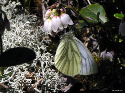 Tapeta: Pieris napi 2