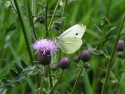 Tapeta Pieris rapace