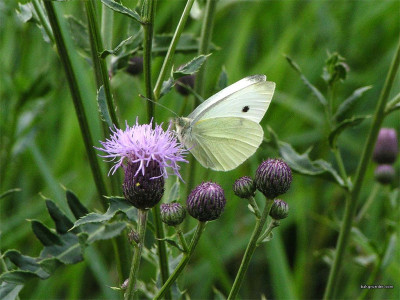 Tapeta: Pieris rapace