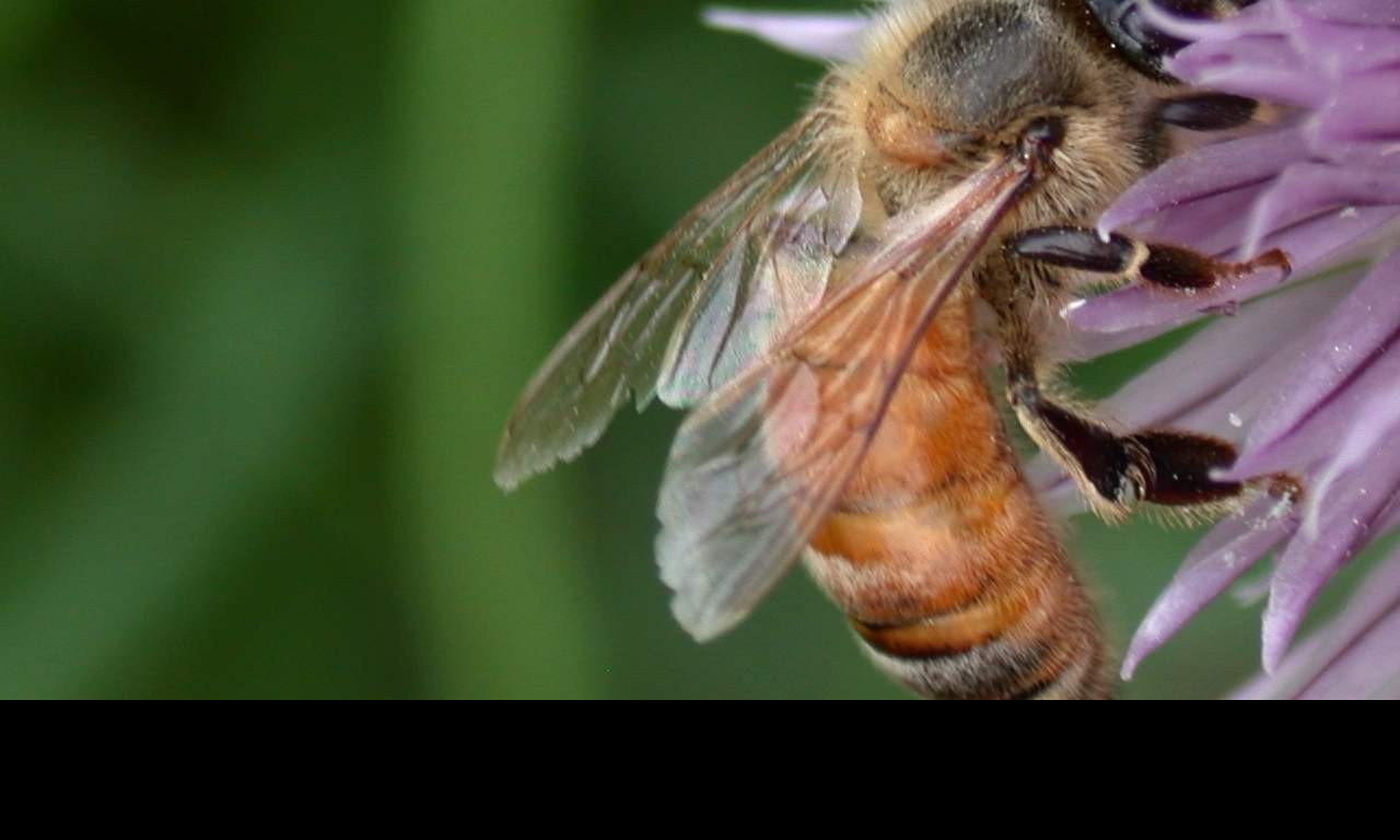 Tapeta pilnavcelicka