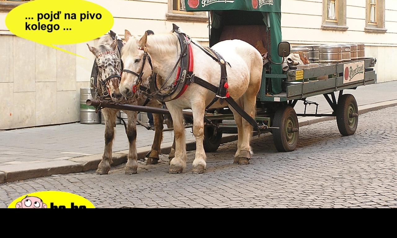 Tapeta pivovarsti_konicci