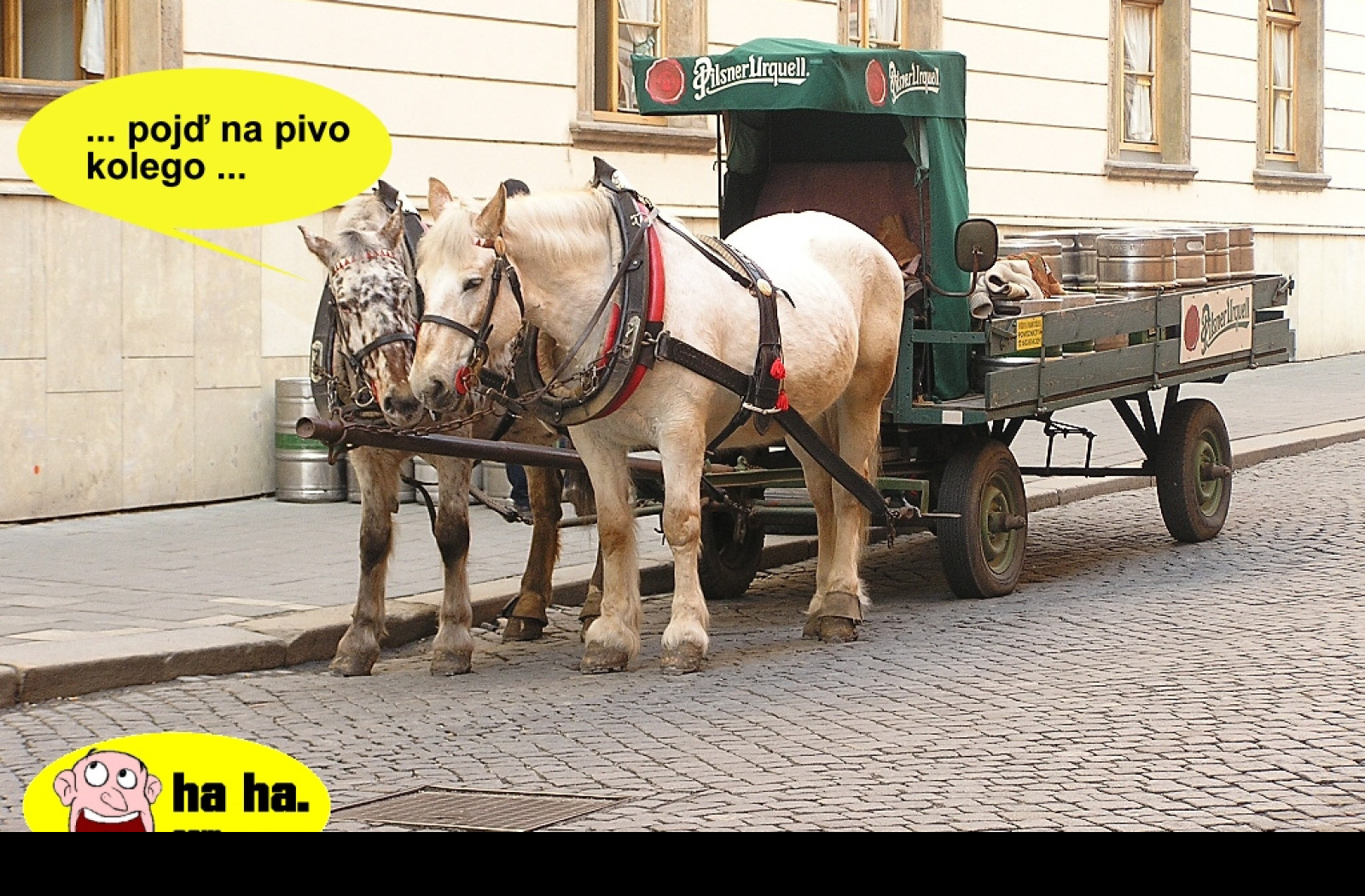 Tapeta pivovarsti_konicci