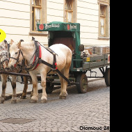 Tapeta pivovarsti_konicci