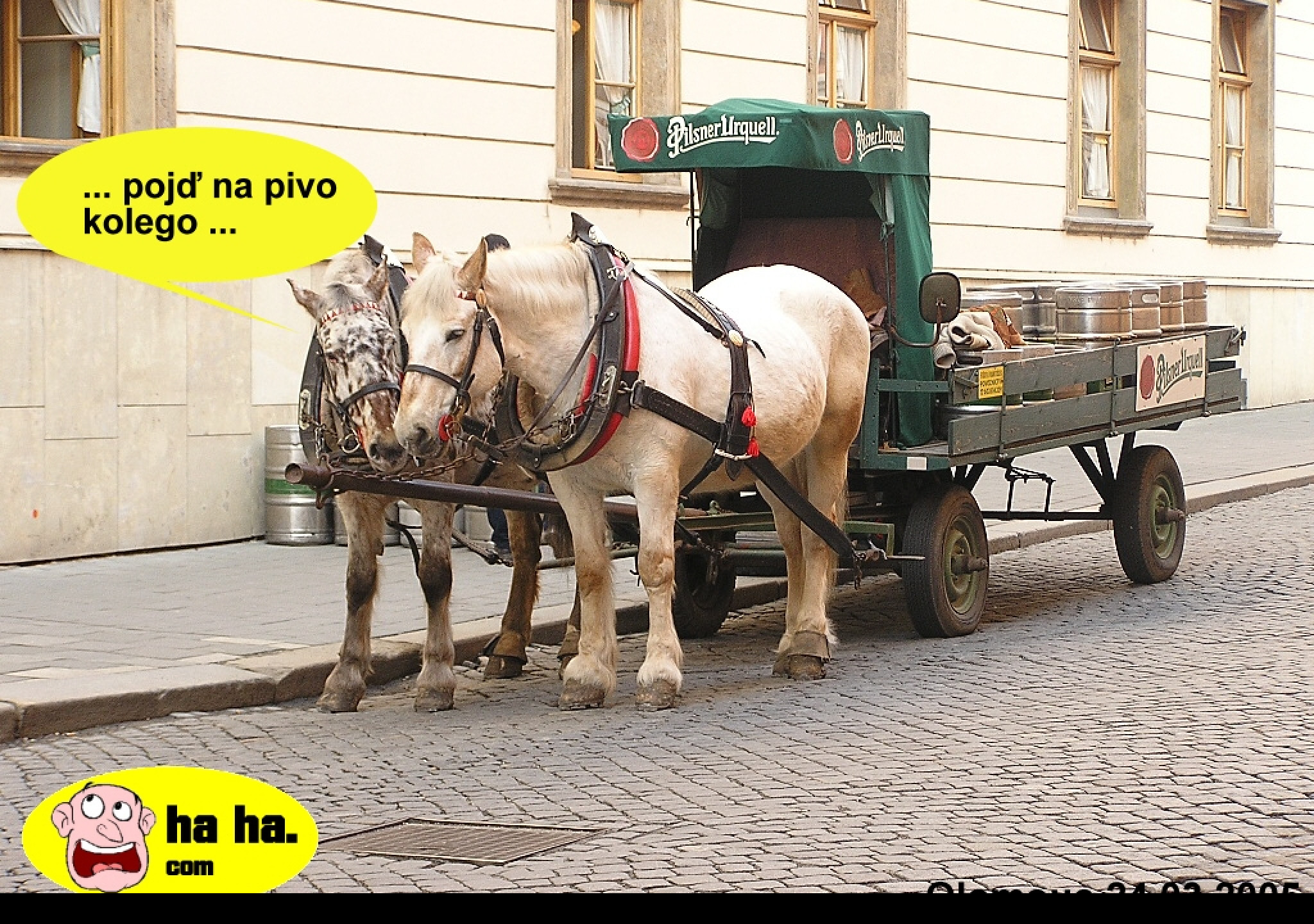 Tapeta pivovarsti_konicci