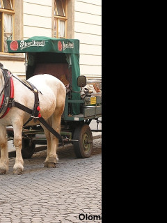 Tapeta pivovarsti_konicci