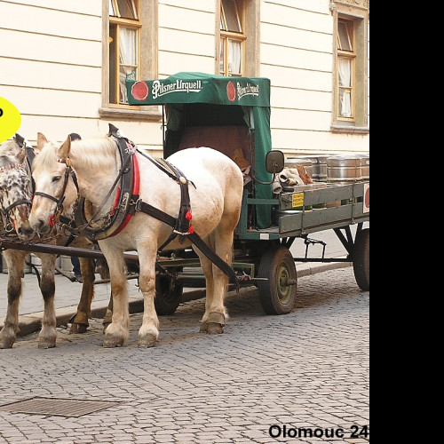 Tapeta pivovarsti_konicci