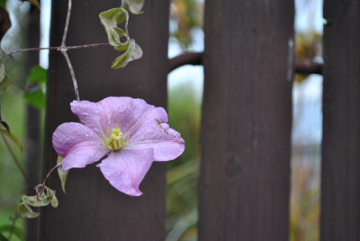 Tapeta: Plam�nek