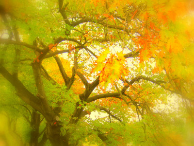 Tapeta: Platan podzim