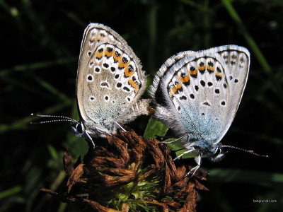 Tapeta: Plebeius argus