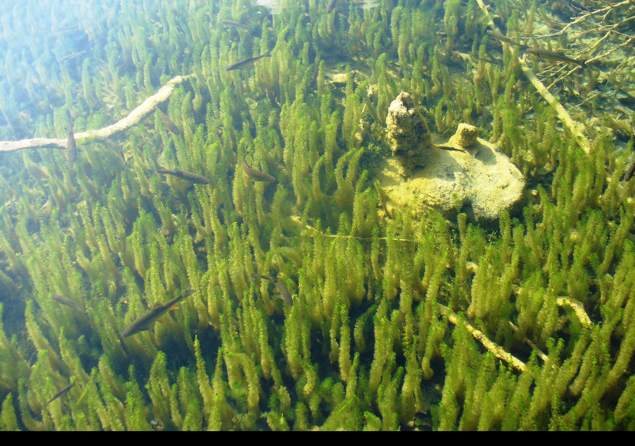 Tapeta plitvice_6