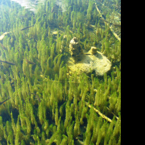 Tapeta plitvice_6