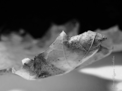 Tapeta: Podzimn� list� B&WIII