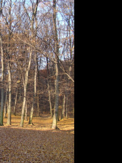 Tapeta podzim_2