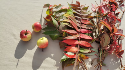 Tapeta: Podzim barevn