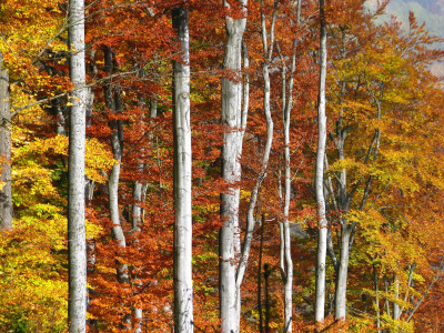 Tapeta: podzim v bukovm lese