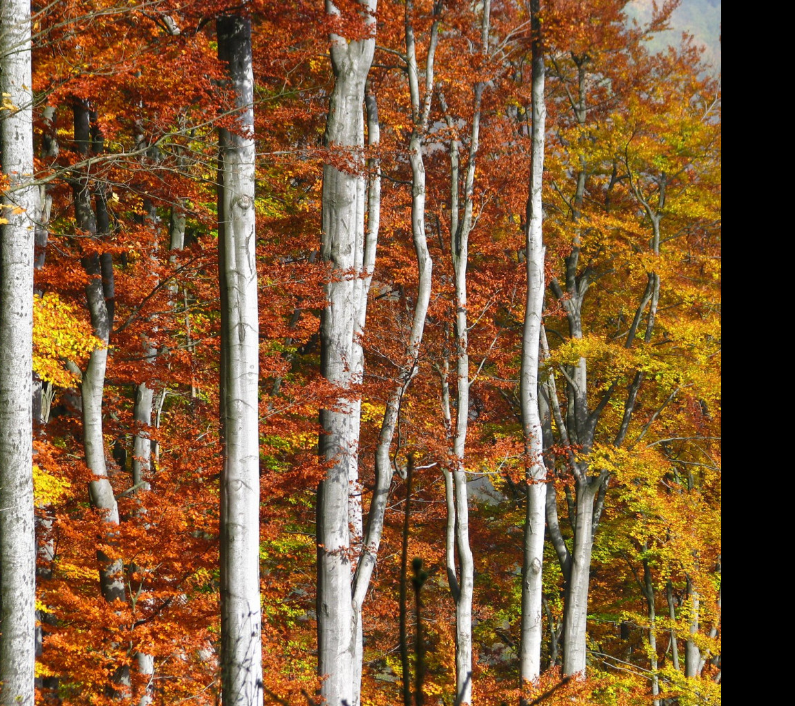 Tapeta podzim_v_bukovem_lese