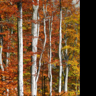 Tapeta podzim_v_bukovem_lese