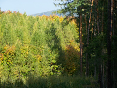 Tapeta: Podzim v lese u Kontop II.