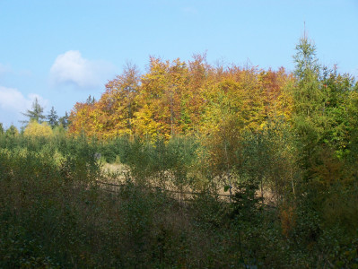 Tapeta: Podzim v lese u Kontop III.