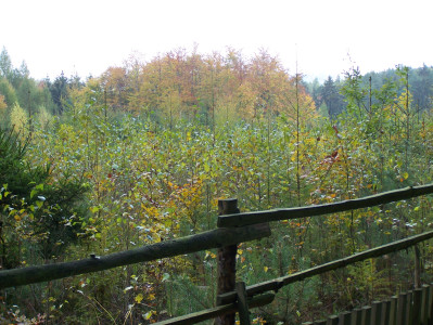 Tapeta: Podzim v lese u Kontop IV.