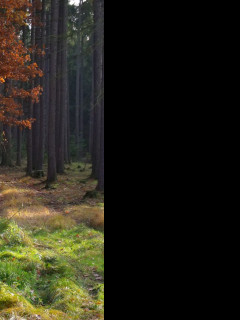 Tapeta podzimn_v_lese