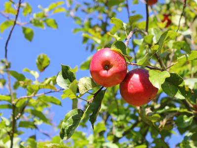 Tapeta: Podzimn -jablka