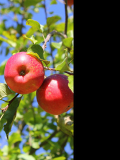 Tapeta podzimni__jablka