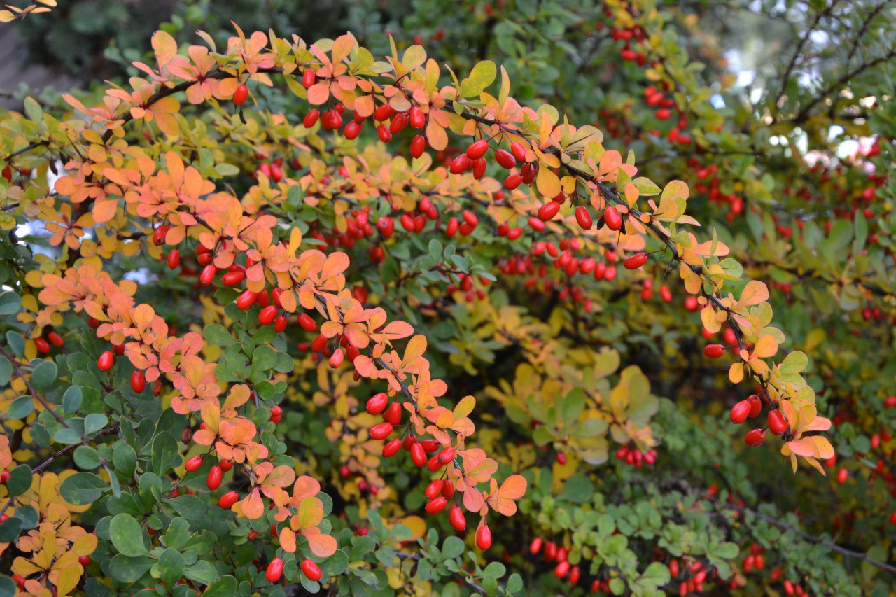 Tapeta podzimni_berberis__dristal_