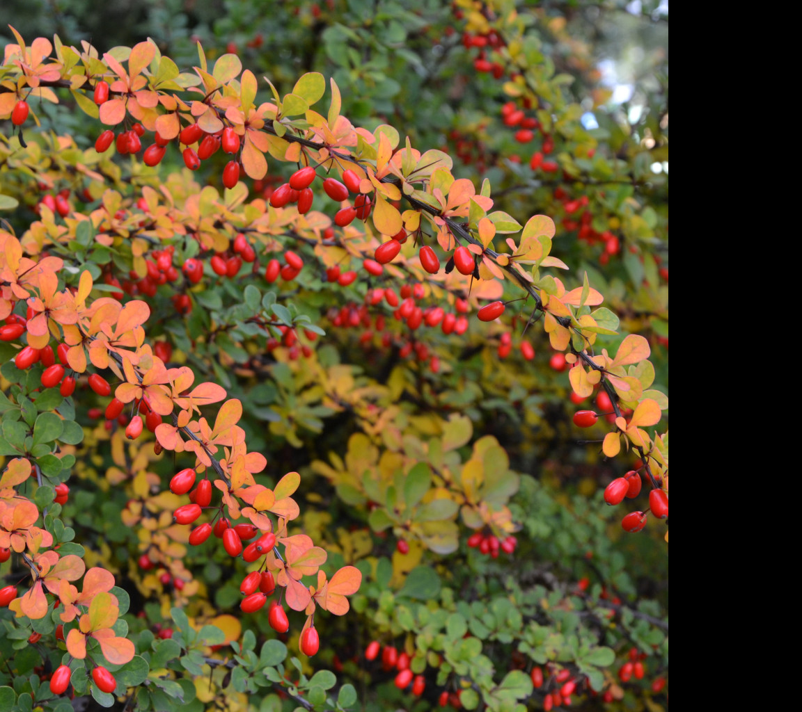 Tapeta podzimni_berberis__dristal_