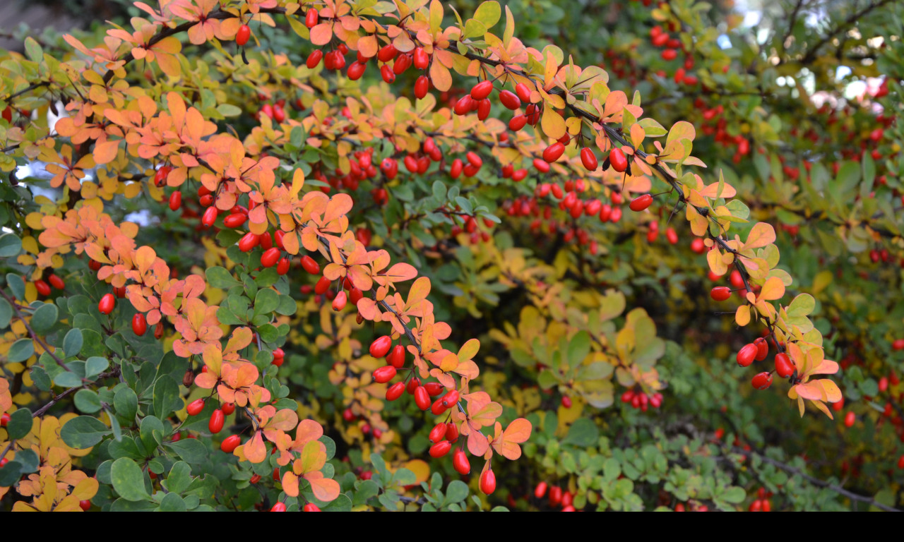 Tapeta podzimni_berberis__dristal_